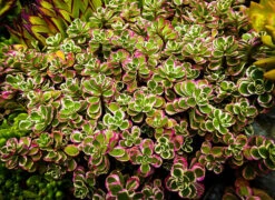 Tricolor Sedum -The Tree Center Store tricolor sedum 1 600x437 1