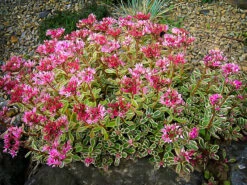 Tricolor Sedum
