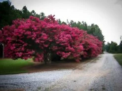 Tuscarora Crape Myrtle
