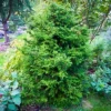 Twisted Hinoki Cypress