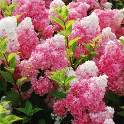 Vanilla Strawberry™ Hydrangea -The Tree Center Store vanilla strawberry hydrangea 2