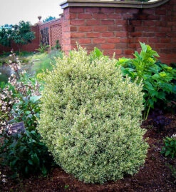 Variegated Boxwood -The Tree Center Store variegated english boxwood 1 600x654 1