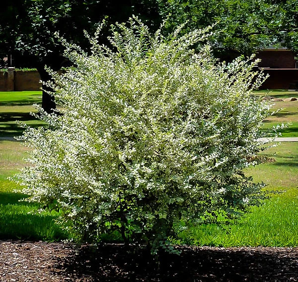 Variegated Privet 2 Variegated Privet - Image 2