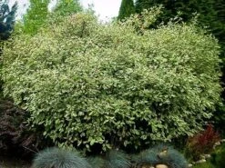 Variegated Red Twig Dogwood 7 Variegated Red Twig Dogwood -The Tree Center Store variegated red twig dogwood 1 600x450 1