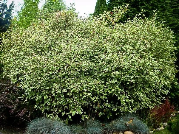 Variegated Red Twig Dogwood 3 Variegated Red Twig Dogwood - Image 3