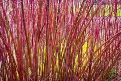 Variegated Red Twig Dogwood 8 Variegated Red Twig Dogwood -The Tree Center Store variegated red twig dogwood 3 600x400 1