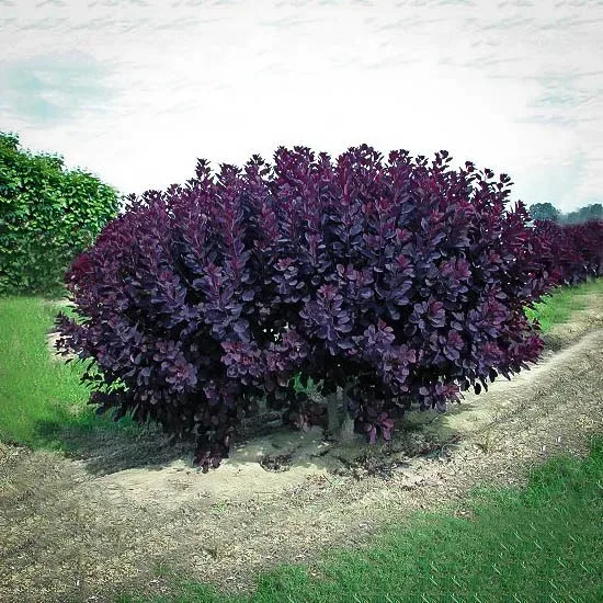 Velvet Cloak Smoke Tree 1 Velvet Cloak Smoke Tree