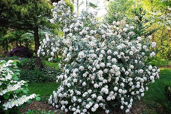 Prague Viburnum 2 Prague Viburnum - Image 2