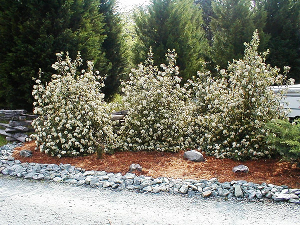 Prague Viburnum 1 Prague Viburnum