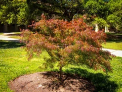 Villa Taranto Japanese Maple 7 Villa Taranto Japanese Maple -The Tree Center Store villa taranto 1 600x452 1