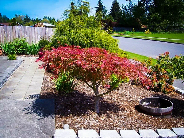 Villa Taranto Japanese Maple 1 Villa Taranto Japanese Maple