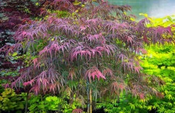 Villa Taranto Japanese Maple 6 Villa Taranto Japanese Maple -The Tree Center Store villa taranto 3 600x389 1