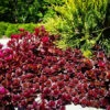 Voodoo Sedum