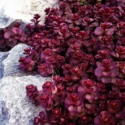 Voodoo Sedum -The Tree Center Store voodoo sedum 3 jpg webp