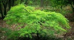Waterfall Japanese Maple