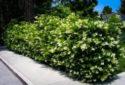 Wavy Leaf Privet Ligustrum 7 Wavy Leaf Privet Ligustrum -The Tree Center Store wavy leaf ligustrum 1 600x409 1