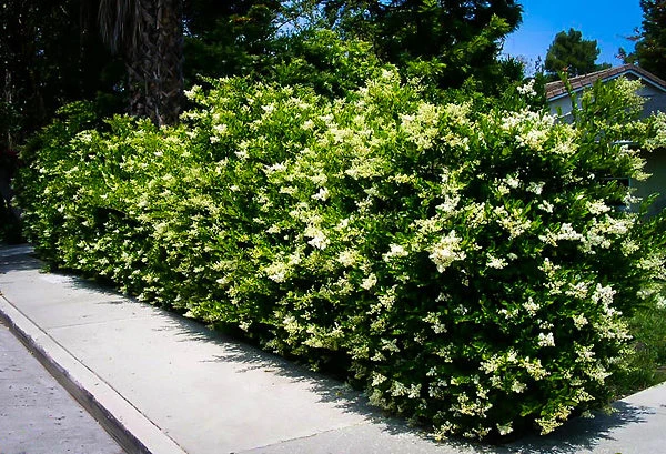 Wavy Leaf Privet Ligustrum 4 Wavy Leaf Privet Ligustrum - Image 4
