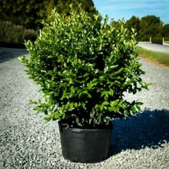 Wavy Leaf Privet Ligustrum