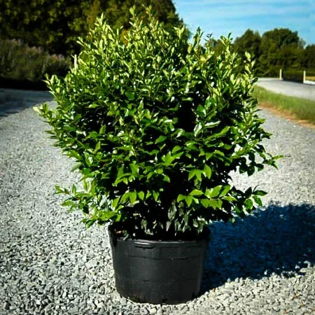 Wavy Leaf Privet Ligustrum 1 Wavy Leaf Privet Ligustrum