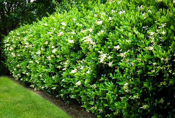 Wavy Leaf Privet Ligustrum 3 Wavy Leaf Privet Ligustrum - Image 3