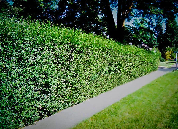 Wavy Leaf Privet Ligustrum 2 Wavy Leaf Privet Ligustrum - Image 2