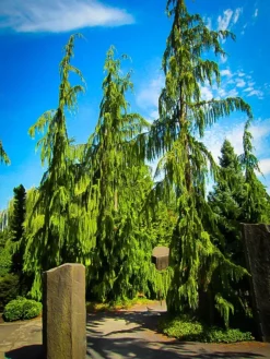 Weeping Alaskan Cedar -The Tree Center Store weeping alaskan cedar 3 jpg webp