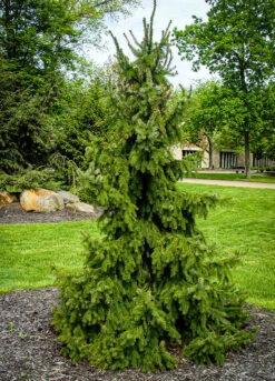 Weeping Serbian Spruce