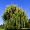 Weeping Willow