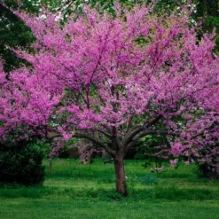 Eastern Redbud Tree 5 Eastern Redbud Tree -The Tree Center Store western redbud 12 jpg webp