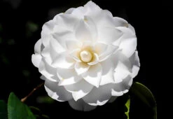 White By The Gate Camellia -The Tree Center Store white by the gates camellia 1 600x413 1