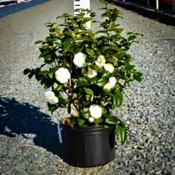 The Tree Center Store 10 The Tree Center Store -The Tree Center Store white by the gates camellia 2 jpg webp