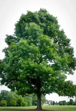 White Oak Tree -The Tree Center Store white oak 3 jpg webp