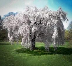 Yoshino Weeping Cherry Tree -The Tree Center Store white weeping cherry 1 600x546 1