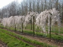 Yoshino Weeping Cherry Tree