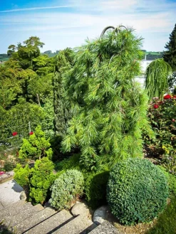 White Weeping Pine -The Tree Center Store white weeping pine 3 jpg webp