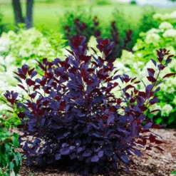 Winecraft Black® Smoke Tree