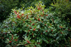 Winterberry Holly 5 Winterberry Holly -The Tree Center Store winterberry holly 1 600x400 1