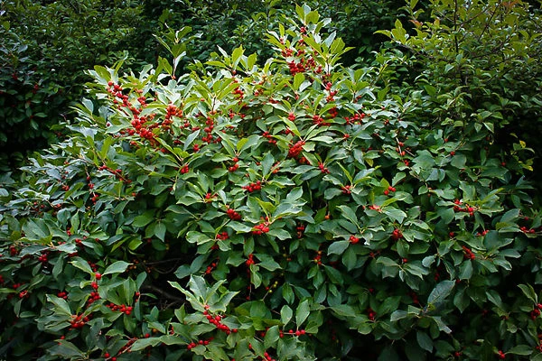 Winterberry Holly 3 Winterberry Holly - Image 3