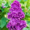 Yankee Doodle Lilac