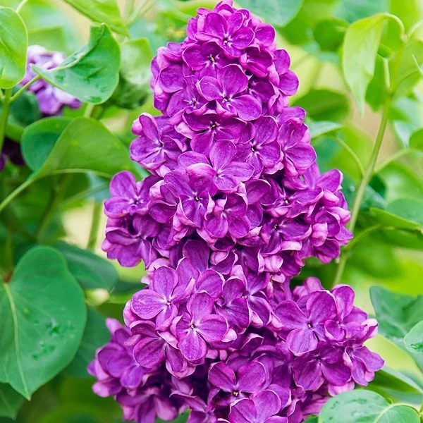 Yankee Doodle Lilac 1 Yankee Doodle Lilac