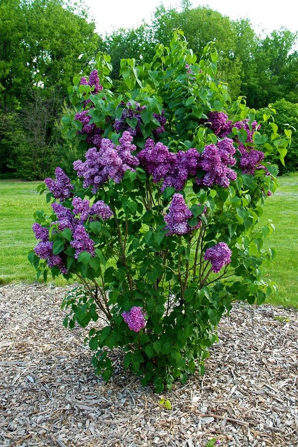 Yankee Doodle Lilac 2 Yankee Doodle Lilac - Image 2