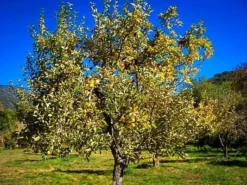 Golden Delicious Apple Tree 5 Golden Delicious Apple Tree -The Tree Center Store yellow delicious apple tree 3 jpg webp