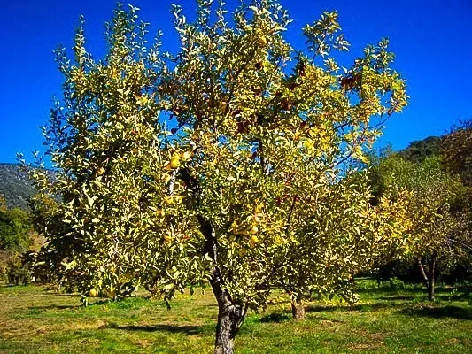 Golden Delicious Apple Tree 3 Golden Delicious Apple Tree - Image 3