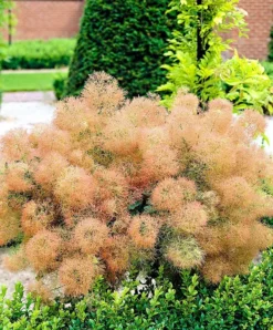 Young Lady Pink Smoke Tree -The Tree Center Store young lady smoke tree 1 jpg webp