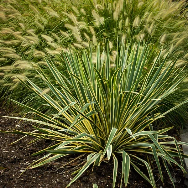 Bright Edge Yucca 2 Bright Edge Yucca - Image 2