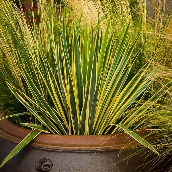 Bright Edge Yucca 1 Bright Edge Yucca